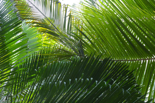 istock Green leaves of coconut tree 1752018761