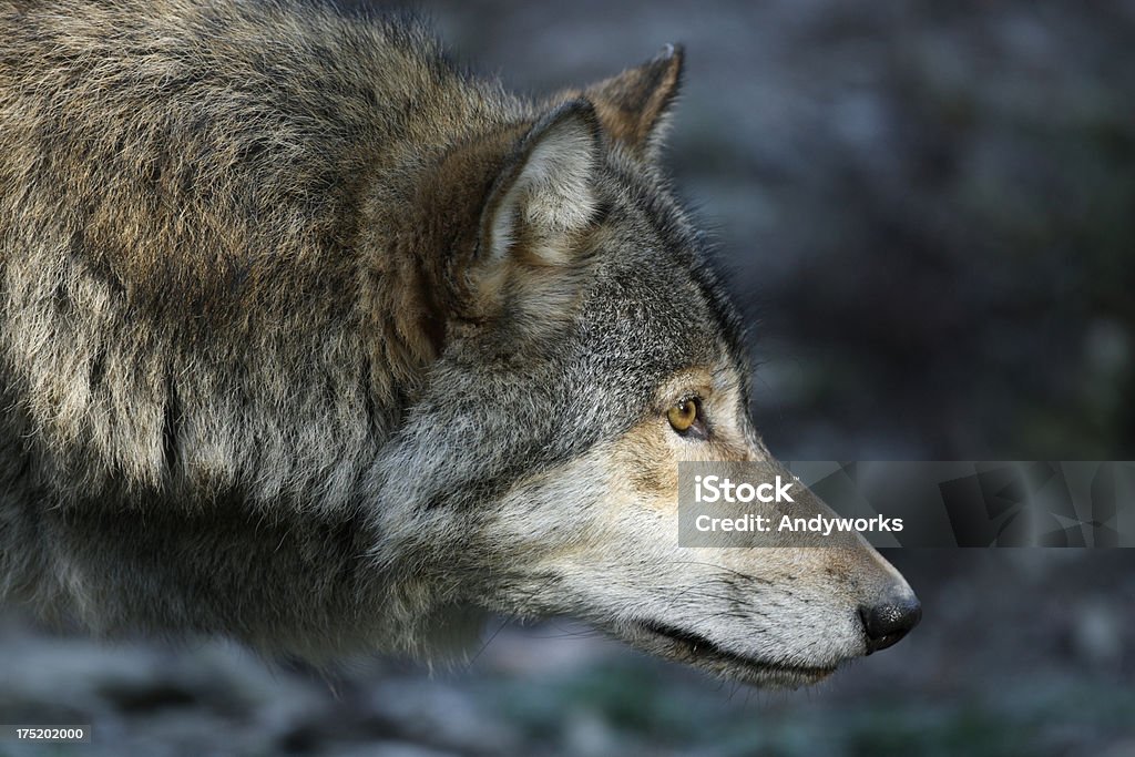 Wolf In den Abend - Lizenzfrei Abenddämmerung Stock-Foto