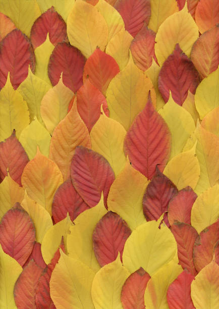 istock Autumn cherry tree rows of red orange yellow leaves background 175202075