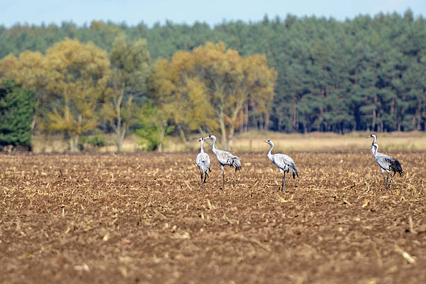 bando de grou no outono migração no campo (alemanha - vogelzug imagens e fotografias de stock