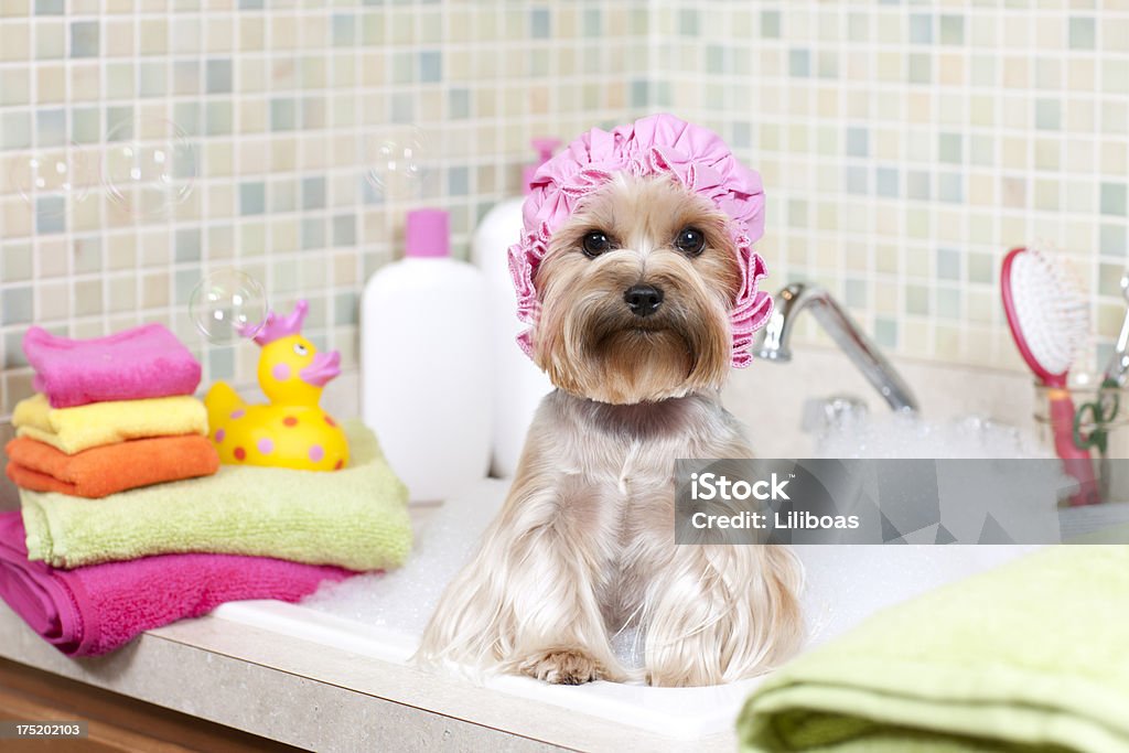 Terrier de Yorkshire en un baño de burbujas - Foto de stock de Perro libre de derechos