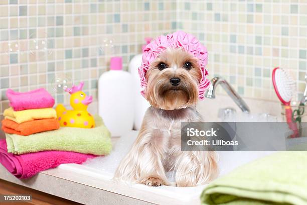 Terrier De Yorkshire En Un Baño De Burbujas Foto de stock y más banco de imágenes de Perro - Perro, Bañera, Baño de espuma