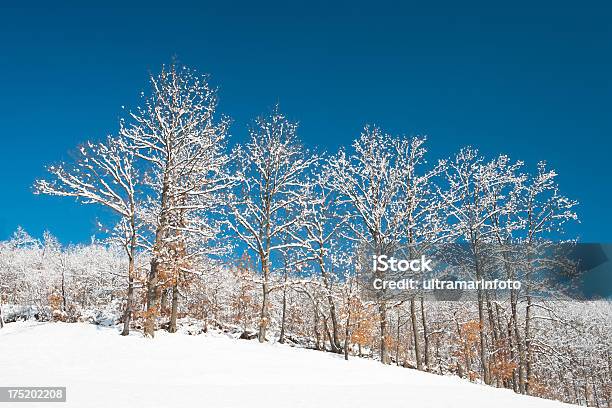 Foresta Innevata - Fotografie stock e altre immagini di Albero - Albero, Arte, Arte, Cultura e Spettacolo