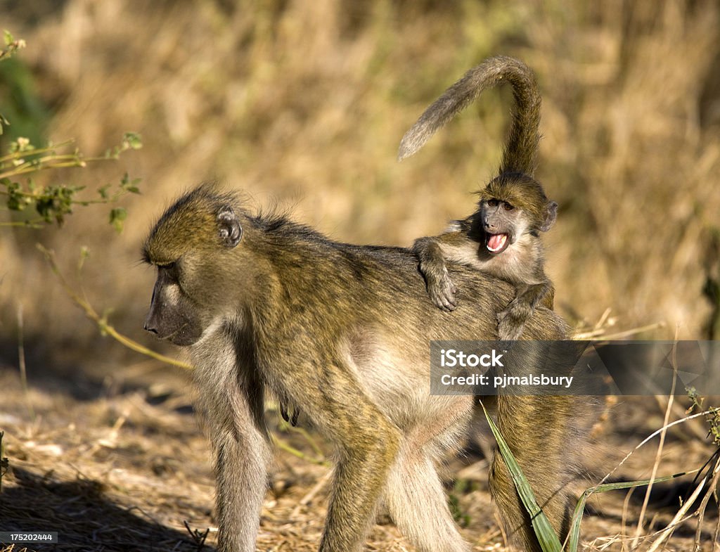 Young Baboon enjoying ride on Mother "Taken in the Okavango, Botswana" Africa Stock Photo