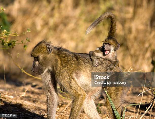 Young Baboon Enjoying Ride On Mother Stock Photo - Download Image Now - Africa, Animal, Animal Themes