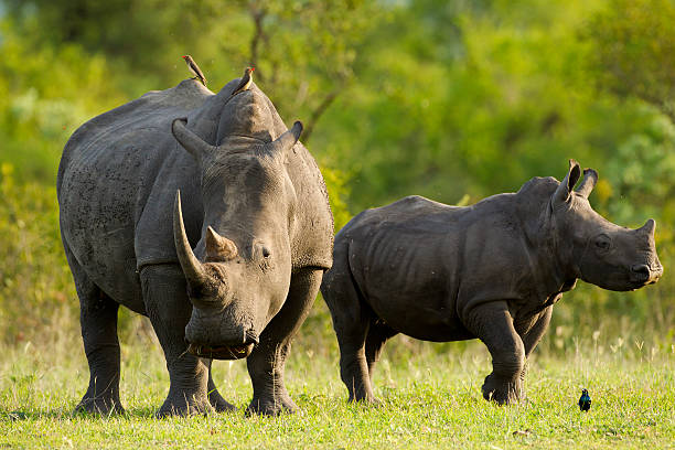 os rinocerontes - transvaal - fotografias e filmes do acervo