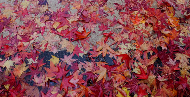 istock Autumn scenery in Kyoto, Japan 1752025591