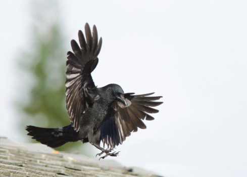 American Crow comes in for a landing.