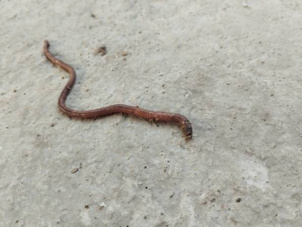 istock Lumbricina earthworms are walking 1752026643