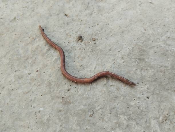 istock Lumbricina earthworms are walking 1752026653