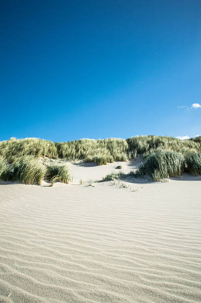 duna di sabbia - sand beach sand dune sea oat grass foto e immagini stock