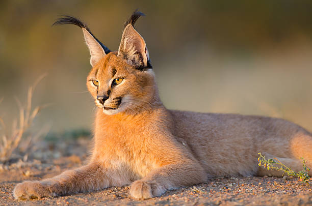 Caracal resting - South Africa