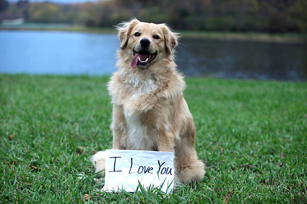 i love you - newspaper dog pets grass fotografías e imágenes de stock