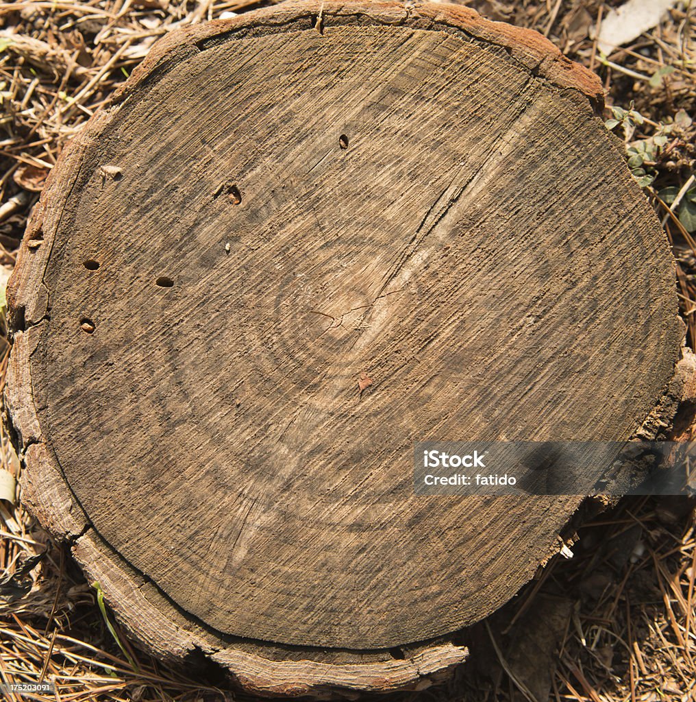 Wood - Foto stock royalty-free di Albero