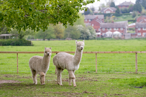 Two Alpacas in rural England