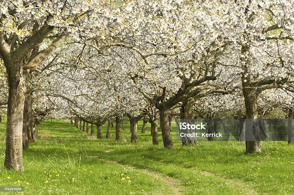 Blühende Kirschbäume - Lizenzfrei April Stock-Foto