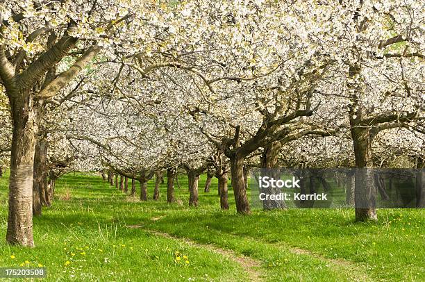 Blühende Kirschbäume Stockfoto und mehr Bilder von April - April, Ast - Pflanzenbestandteil, Baum
