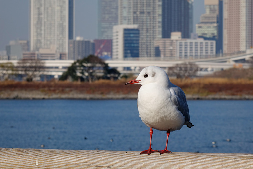A lonely seagull standing on the wooden bridge with cityscape background