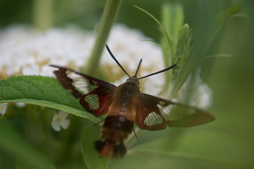 Hummingbird Moth close-up flying in a garden
