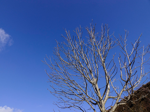 Dried tree under the blue sky at sunny day in forest. Winter scenery.