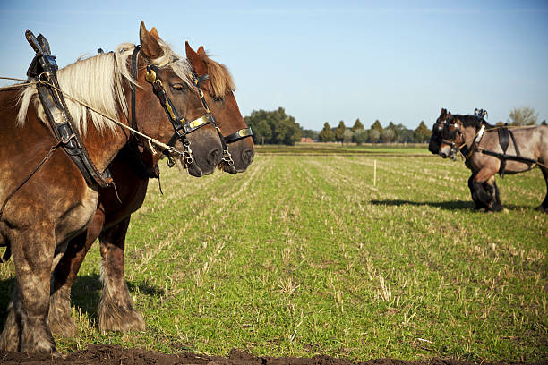 istock Ploughing # 1 XXXL 175204158