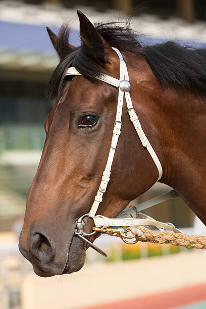 istock Bay Color Horse Head 175204312
