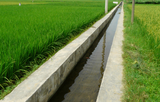 Rice paddy in China with irrigation.