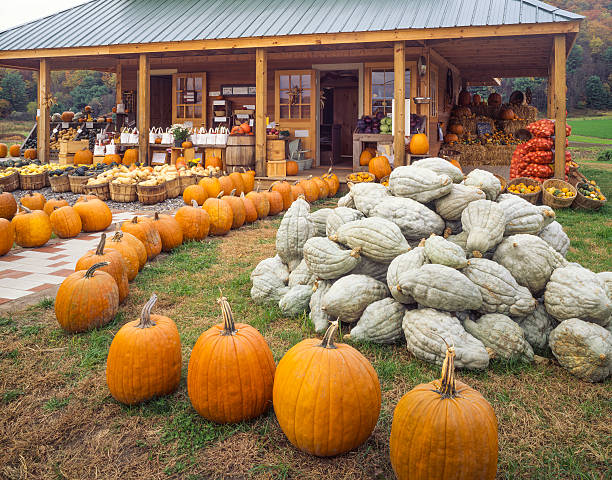 farm produce stand with autumn harvest of pumpkins, squash, and other produce