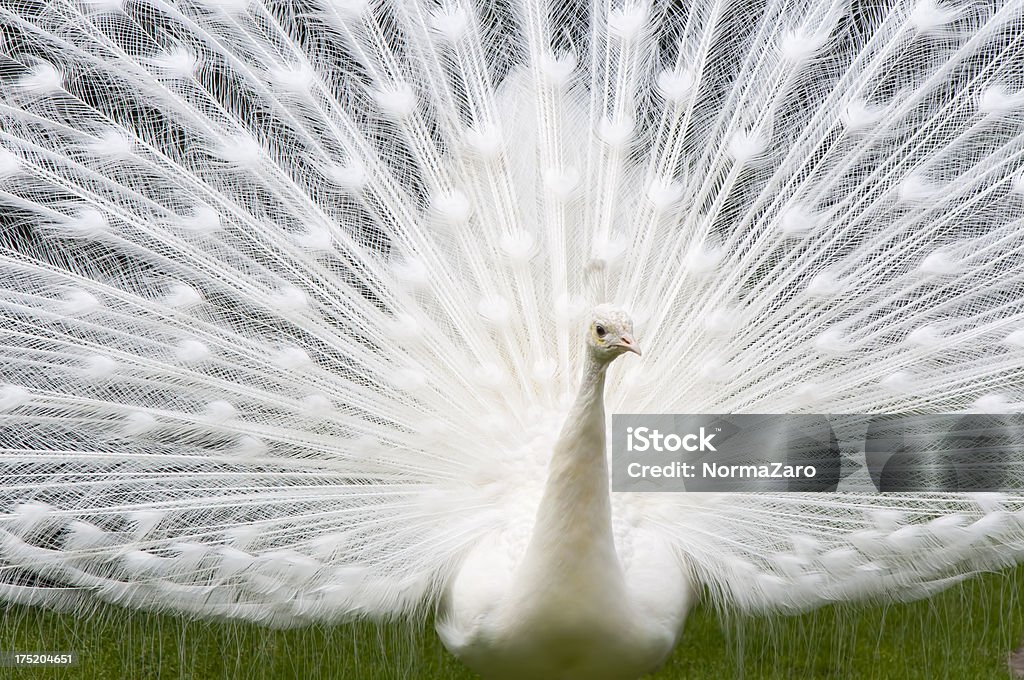White Peacock Stock Photo - Download Image Now - White Peacock, Peacock,  White Color - iStock