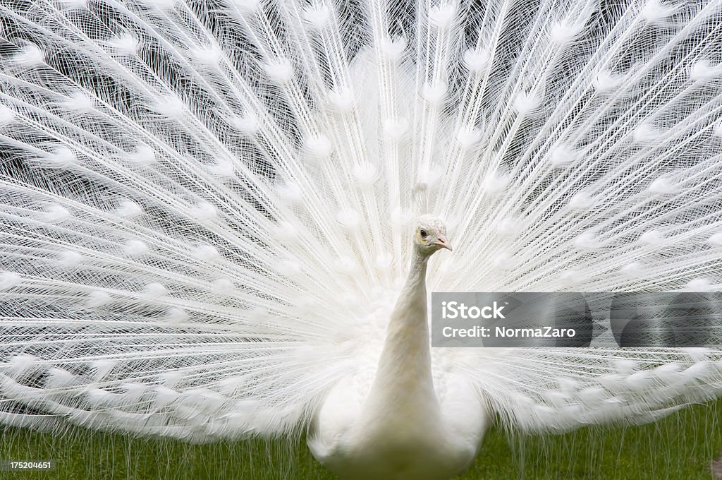 White Peacock Stock Photo - Download Image Now - White Peacock, Peacock, White Color - iStock White Peacock Stock Photo - Download Image Now - White Peacock, Peacock, White Color - iStock