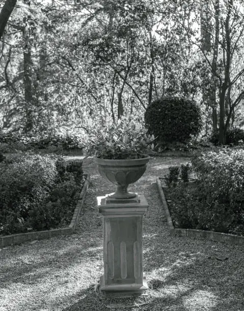 a plantpot in a garden with trees in the background | ornamental | botany | plants