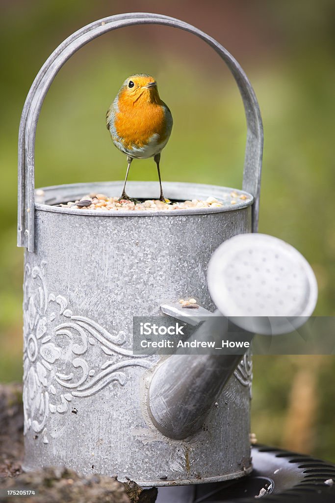 Robin On A Watering Can Stock Photo - Download Image Now - Animal, Animal Wildlife, Bird - iStock Robin On A Watering Can Stock Photo - Download Image Now - Animal, Animal Wildlife, Bird - iStock