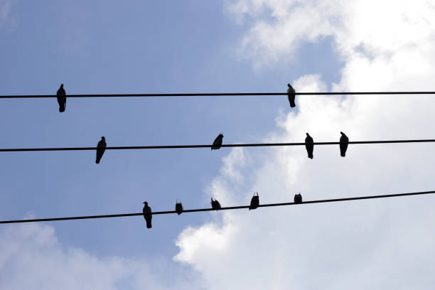 istock Silhouette birds on wire cable against blue sky 1752053003