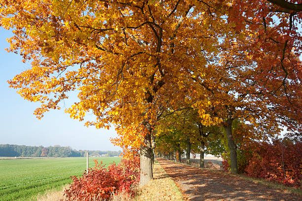 istock Street in Autumn 175205503