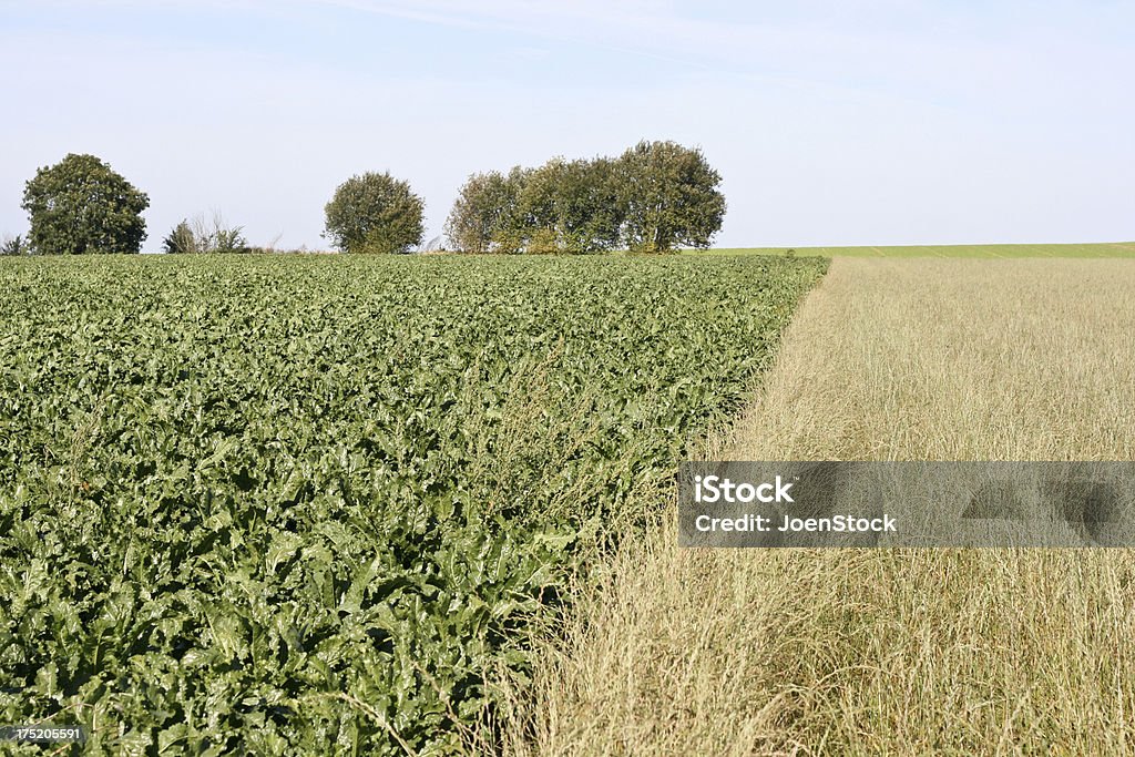 L'Agriculture et la Wallonie Belgique wheats betteraves - Photo de Agriculture libre de droits