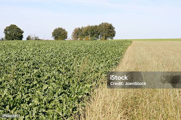 農産物を Wallonia ベルギー Beets と Wheats - Horizonのストックフォトや画像を多数ご用意 - Horizon, ビーツ, 並木