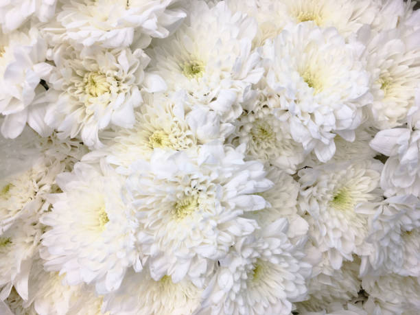 istock Beautiful white chrysanthemum (Dendranthemum grandifflora) flower for nature background 1752055966