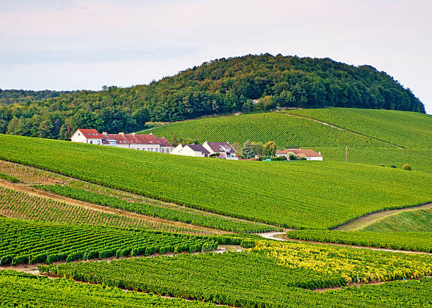 istock Champagne vineyards in Cramant 175205632