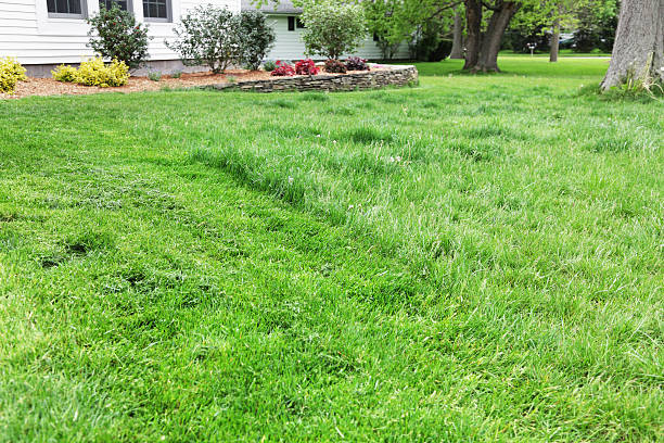 overgrown front yard grass - skräpig trädgård bildbanksfoton och bilder