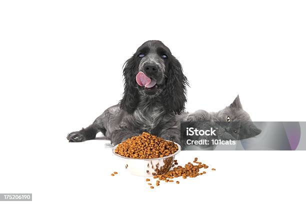 Czas Na Posiłek - zdjęcia stockowe i więcej obrazów Kot domowy - Kot domowy, Pies, Jeść