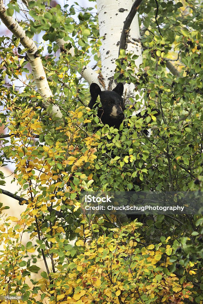 Black Bear Ursus americanus Chercher de la nourriture - Photo de Chercher de la nourriture libre de droits