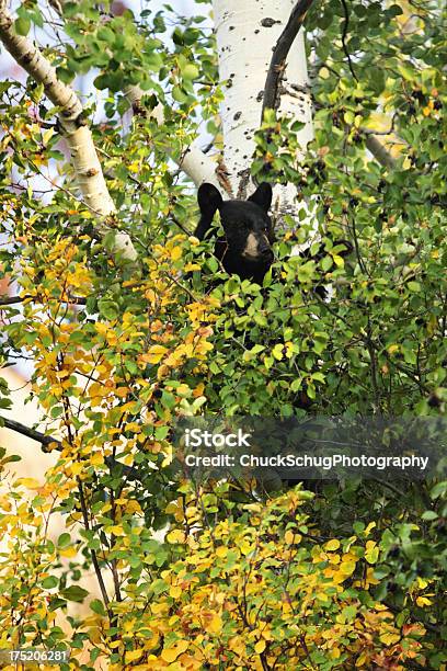 Photo libre de droit de Black Bear Ursus Americanus Chercher De La Nourriture banque d'images et plus d'images libres de droit de Chercher de la nourriture