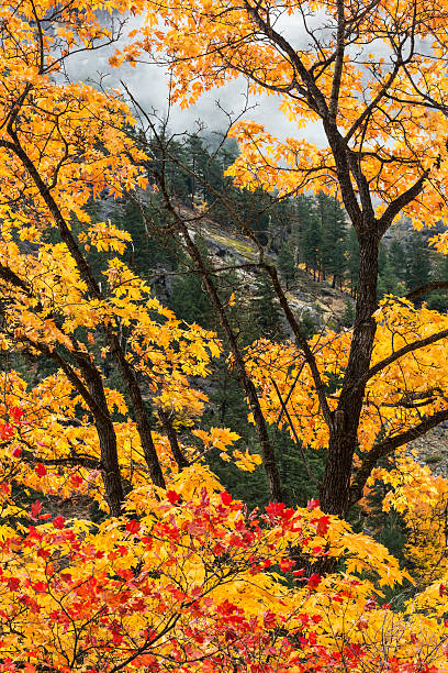 jesień kolorowy drzewa - vertical photography color image tumwater canyon zdjęcia i obrazy z banku zdjęć