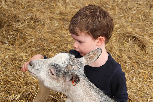 criança pequena alimentação de cabra na exploração - animals feeding animal child kid goat imagens e fotografias de stock