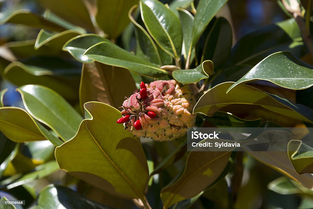 magnolia - Photo de Arbre libre de droits