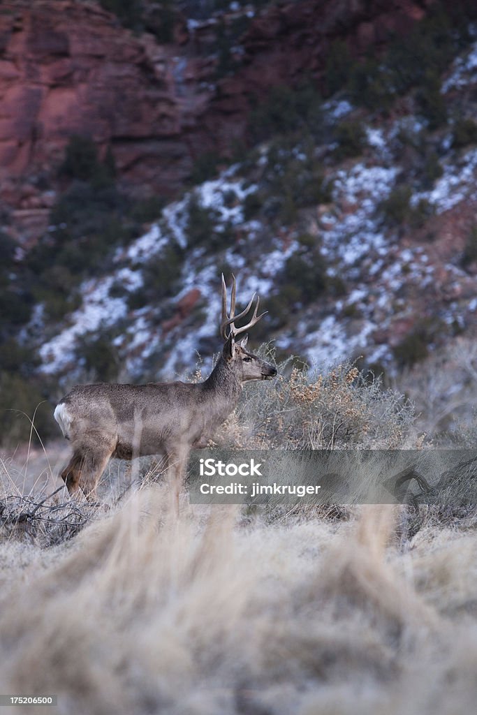 Veado-mula em Utah de deserto. - Royalty-free Animal Foto de stock