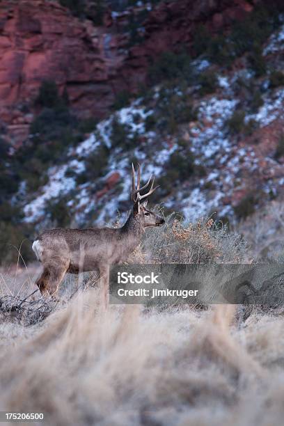 Veadomula Em Utah De Deserto - Fotografias de stock e mais imagens de Animal - Animal, Animal macho, Ao Ar Livre