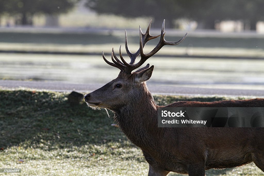 Młody hart pracuje samodzielnie Czerwony Jeleń Jeleń Cervus elaphus - Zbiór zdjęć royalty-free (Bez ludzi)