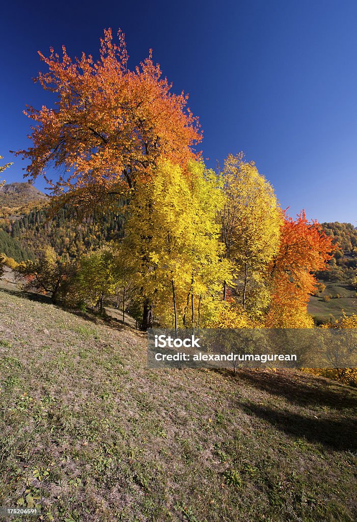 Jesienny krajobraz - Zbiór zdjęć royalty-free (Bez ludzi)