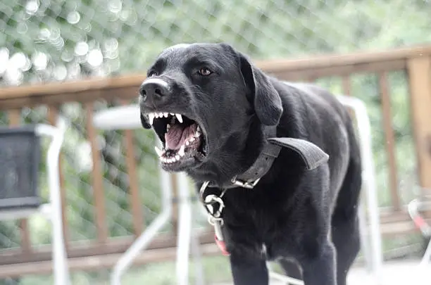 Photo of angry fierce dog barking